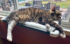Kitty Cot Original World's Best Cat Perch - BESTMASCOTA.COM