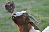 REDMOND - Mezcla de suplementos minerales de cabra, sal sin refinar - BESTMASCOTA.COM