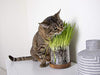 Petlinks - Gato puro y natural trata: verdes, semillas, hojas sueltas y HappyNip, spray de Catnip - BESTMASCOTA.COM