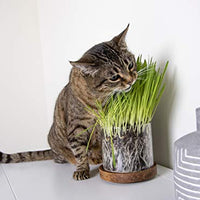 Petlinks - Gato puro y natural trata: verdes, semillas, hojas sueltas y HappyNip, spray de Catnip - BESTMASCOTA.COM