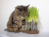 Petlinks - Gato puro y natural trata: verdes, semillas, hojas sueltas y HappyNip, spray de Catnip - BESTMASCOTA.COM