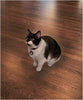 SFL Industries SureFlap and SureFeed RFID - Cuello de mascota con microchip - BESTMASCOTA.COM