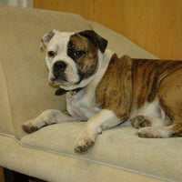 La Compañía de Animales Corrector de Mascotas - BESTMASCOTA.COM