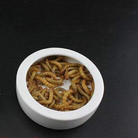 OMEM Worm Dish Mini Reptile Food Bowl Ceramics Made - BESTMASCOTA.COM