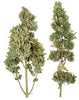 Meowijuana Catnip Buds pasión púrpura - BESTMASCOTA.COM