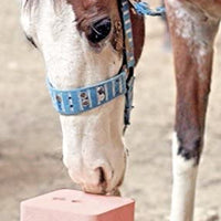 Lecho de sal del Himalaya comprimido para caballo, vaca, cabra, etc. Hecho de sal del Himalaya especialmente seleccionada de mayor calidad – Minerales distribuidos uniformemente – 100% puro y natural - BESTMASCOTA.COM