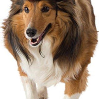 Rubies Costume Company Glitter sombrero vaquero Pet Costume Accessory, M / L, Rosado - BESTMASCOTA.COM