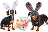 RYPET - Juego de 2 orejas de conejo de Pascua para perros y gatos pequeños a grandes - BESTMASCOTA.COM