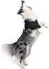 Suitical Recovery - Funda para perro - BESTMASCOTA.COM