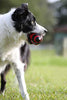 Juguete para perro Nerf de goma - BESTMASCOTA.COM