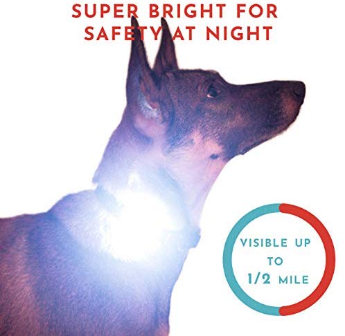 Hunter Paisley Luz LED para Collar de Perro Caminando por la Noche.Paquete  de 2 Pack Impermeable Perro Luz LED Super Brillante para Perro Paseo  Nocturno Adjuntar al Collar, Correa o Arnés, Baterías