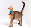 PUPTECK - Collar de gato con accesorios de flores extraíbles y campana – ajustable, desprendimiento - BESTMASCOTA.COM