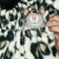 Dukes Digs - Critter Cuddler - Portador de animales pequeños, bolsa para vínculo afectivo, antiansiedad, interactiva, para hacer ejercicio terapéutico para mascotas y para transportar perros pequeños, gatos, erizo, cachorros de viaje - producto de Estados - BESTMASCOTA.COM