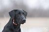 SportDOG Marca FieldTrainer 425X/SportHunter 825 Add-A-Dog Collar – adicional, reemplazo o collar extra para su entrenador remoto – impermeable y recargable con tono, vibración y estática - BESTMASCOTA.COM