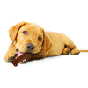 Nylabone Puppy Chew & Dura Chew Peanut Butter Bone Twin Pack Dog Toy - BESTMASCOTA.COM