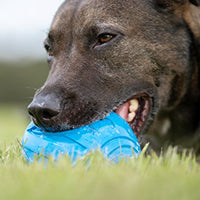 Nerf juguete fútbol con sonido para perro - BESTMASCOTA.COM