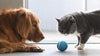 Pelota de mimbre de animal, 100% automática e interactiva para mantener a tus perros y gatos a la compañía todo el día, la alegría de tu mascota cuando estás solo en casa. - BESTMASCOTA.COM