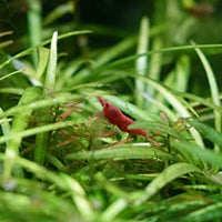 Seachem Purigen 8.4 fl oz - BESTMASCOTA.COM