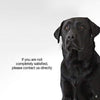 Enchanted Home Pet Brown Brisbane Tufted Pet Bed - BESTMASCOTA.COM
