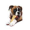 Nylabone Dura Chew Textured Dog Chew, X-Large - BESTMASCOTA.COM