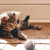 Pelota de mimbre de animal, 100% automática e interactiva para mantener a tus perros y gatos a la compañía todo el día, la alegría de tu mascota cuando estás solo en casa. - BESTMASCOTA.COM