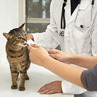 Inaba Churu Pops - Tratamiento para gatos - BESTMASCOTA.COM
