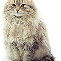 Equisilver Vet - Spray de herida formulado para perros y gatos | Alivio para puntos calientes, infecciones de la piel, piel seca irritada | Curación rápida todo natural y no tóxico | Fabricado en Estados Unidos - BESTMASCOTA.COM