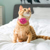 PUPTECK - Collar de gato con accesorios de flores extraíbles y campana – ajustable, desprendimiento - BESTMASCOTA.COM