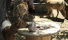 REDMOND - Mezcla de suplementos minerales de cabra, sal sin refinar - BESTMASCOTA.COM