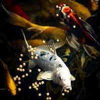 Blue Ridge Fish Food Pellets, Koi y Goldfish Fórmula de crecimiento, Mini 1/8" y estándar 3/16" Pellet flotante, dieta equilibrada - BESTMASCOTA.COM