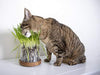 Petlinks - Gato puro y natural trata: verdes, semillas, hojas sueltas y HappyNip, spray de Catnip - BESTMASCOTA.COM