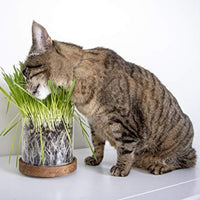 Petlinks - Gato puro y natural trata: verdes, semillas, hojas sueltas y HappyNip, spray de Catnip - BESTMASCOTA.COM