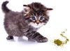 Cat Kush Organic Catnip, Safe Premium Blend Perfect for Cats, Instilled with Maximized Potency Your Kitty is Sure to Go Crazy for - BESTMASCOTA.COM