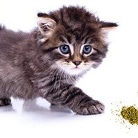 Garry's Pets Catnip – Nuestro máximo potencial Premium mezcla Nip que sus gatos van loco sobre - BESTMASCOTA.COM
