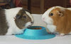 staybowl tip-proof ergonómico Pet Bowl para Conejillo de Indias y otros pequeños mascotas; 1/4-Cup Tamaño; Cielo Azul - BESTMASCOTA.COM