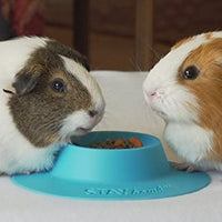 staybowl tip-proof ergonómico Pet Bowl para Conejillo de Indias y otros pequeños mascotas; 1/4-Cup Tamaño; Cielo Azul - BESTMASCOTA.COM