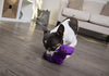 goDog Just for Me Bruto with Chew Guard Technology Plush Dog Toy, Purple - BESTMASCOTA.COM