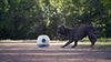 iFetch Interactive Ball Launchers for Dogs - BESTMASCOTA.COM