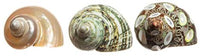 Nautical Crush Trading Ermit Crab Home Turbo Shell | 3 unidades Turbo Shells | 3 carcasas turbo pulidas Turbo 2 "-2 1/2 TM - BESTMASCOTA.COM