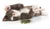 Petlinks - Gato puro y natural trata: verdes, semillas, hojas sueltas y HappyNip, spray de Catnip - BESTMASCOTA.COM