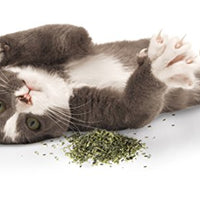 Petlinks - Gato puro y natural trata: verdes, semillas, hojas sueltas y HappyNip, spray de Catnip - BESTMASCOTA.COM