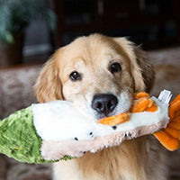 Ruby arco iris - BESTMASCOTA.COM