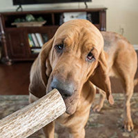 Premium Elk Antlers Dogs | All Natural Antler Dog Chew Elk Bone | Healthy & Long Lasting Aggressive Chewers | Wild Sourced in The USA - Veteran Owned - BESTMASCOTA.COM