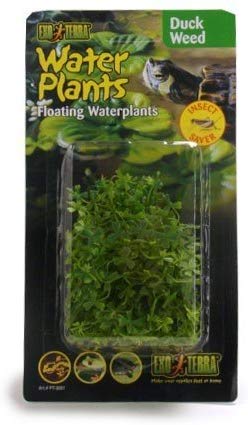 EXO TERRA Planta de agua - BESTMASCOTA.COM