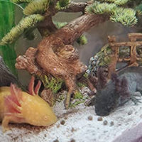 Axolotl Food, pellets de hundimiento húmedo suave para axolotles, camarones, caracoles y peces tropicales de 3/16 pulgadas Rangen Pellets