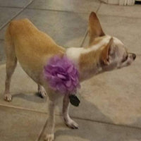 Collar para perro con flores y abalorios, deslizadores para collares de perro - BESTMASCOTA.COM