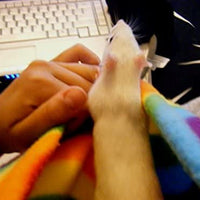 Critter Cuddler - Anillo terapéutico de juguete interactivo antiansiedad para perros y gatos pequeños, fabricado en Estados Unidos, talla única - BESTMASCOTA.COM
