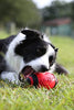 Juguete para perro Nerf de goma - BESTMASCOTA.COM