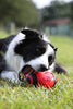 Juguete para perro Nerf de goma - BESTMASCOTA.COM