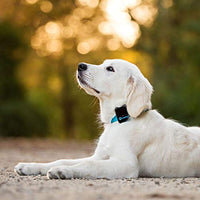 Rastreador de perro Tractive 3G GPS, dispositivo de rastreo para perros con alcance ilimitado - BESTMASCOTA.COM